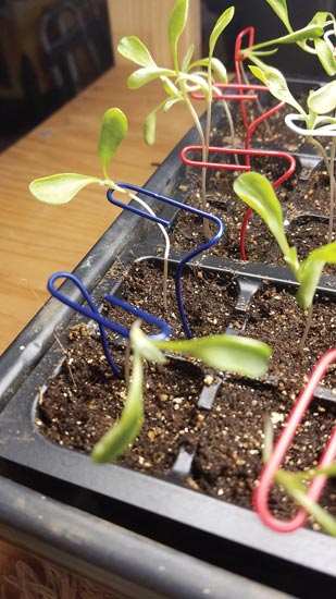 Paper clips make great seedling supports.